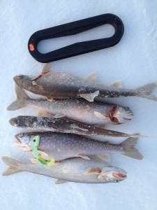 Total Catch lake trout with Echotail
