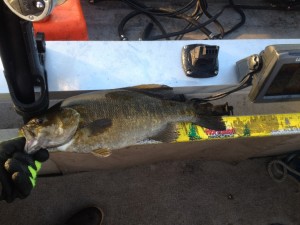 19 inch bass