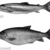 image of lean and fat lake trout myths